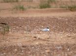 A nesting little tern - Amy Lewis
